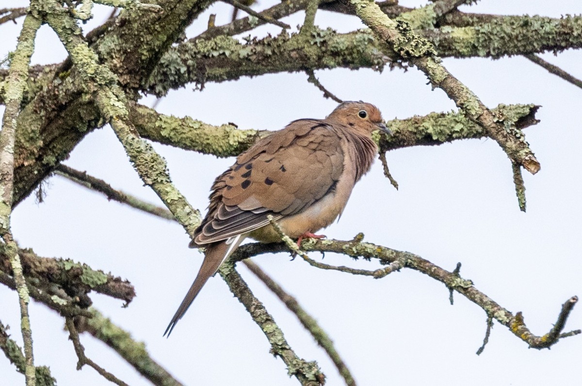 Mourning Dove - ML603500491