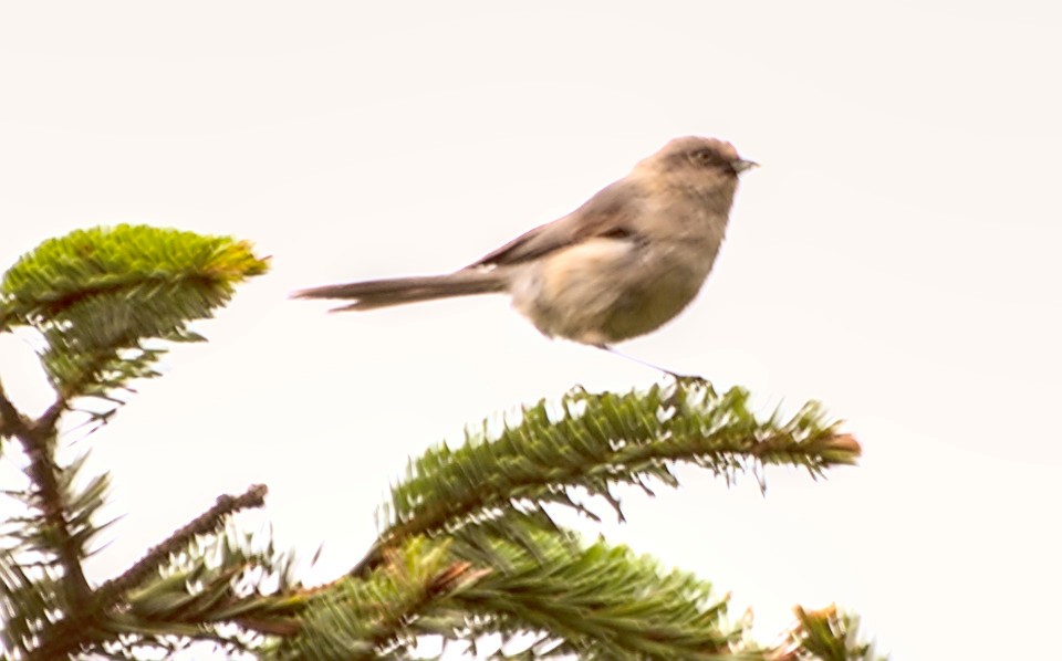 Bushtit (Pacific) - ML603500731