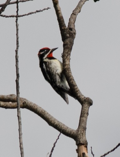 Red-naped Sapsucker - ML60350251