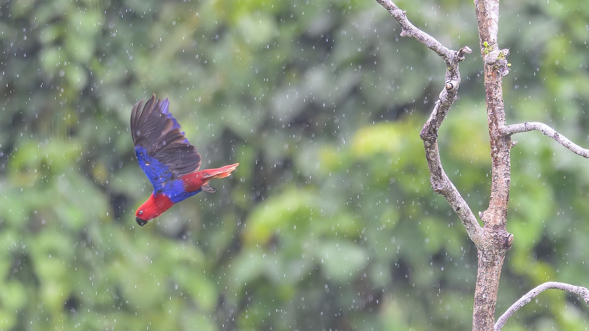 Papuan Eclectus - ML603502641