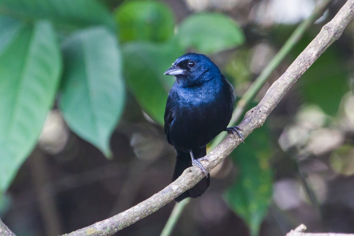 Ruby-crowned Tanager - Zé Edu Camargo