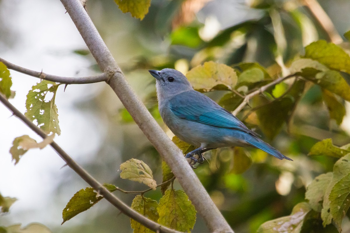 Sayaca Tanager - Zé Edu Camargo