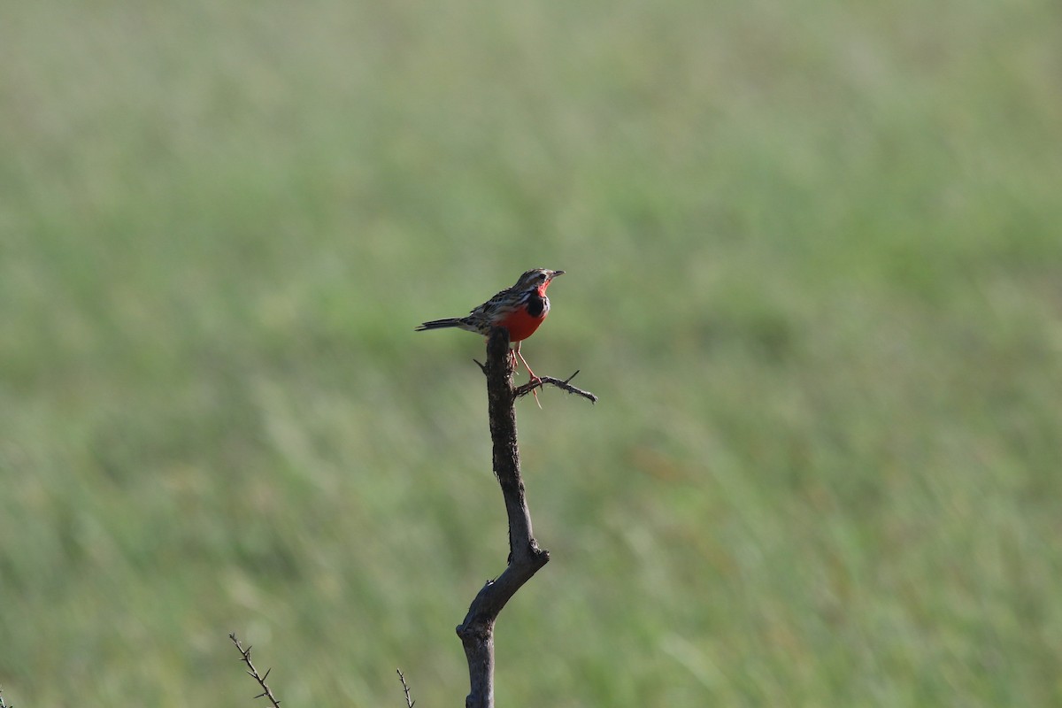 Rosy-throated Longclaw - ML603503041