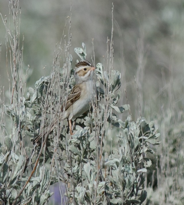 Clay-colored Sparrow - ML60350311