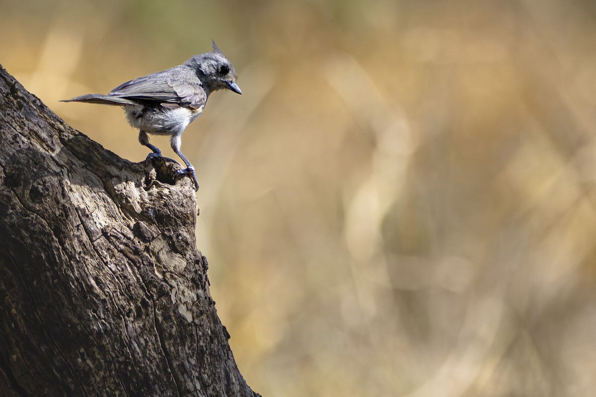 Mésange bicolore ou M. à plumet noir - ML603503671