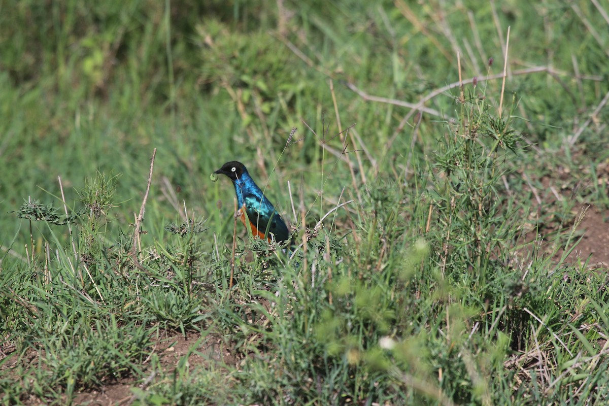 Superb Starling - ML603504121