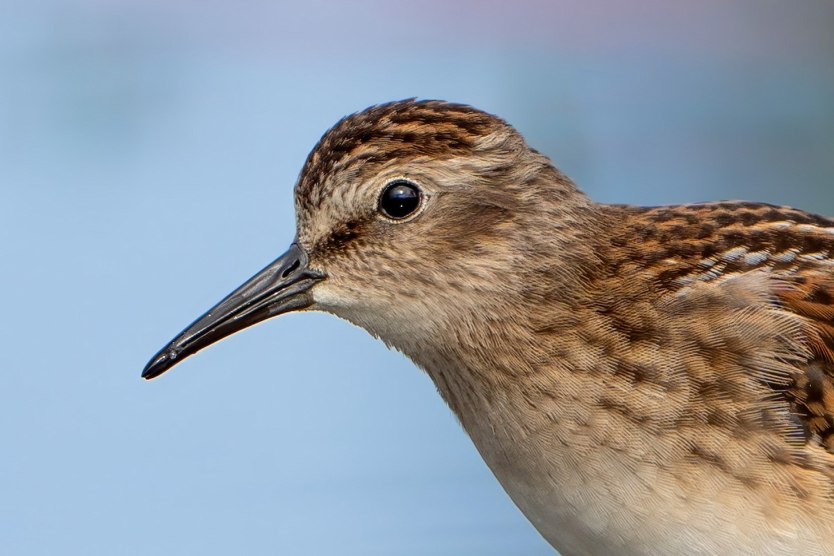 Least Sandpiper - Ashley Pichon