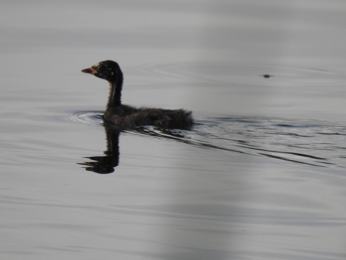 Little Grebe - ML603504781