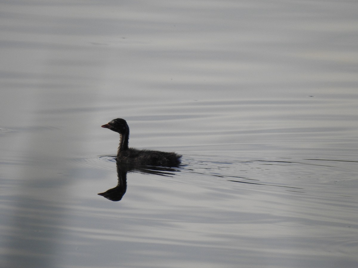 Little Grebe - ML603504791