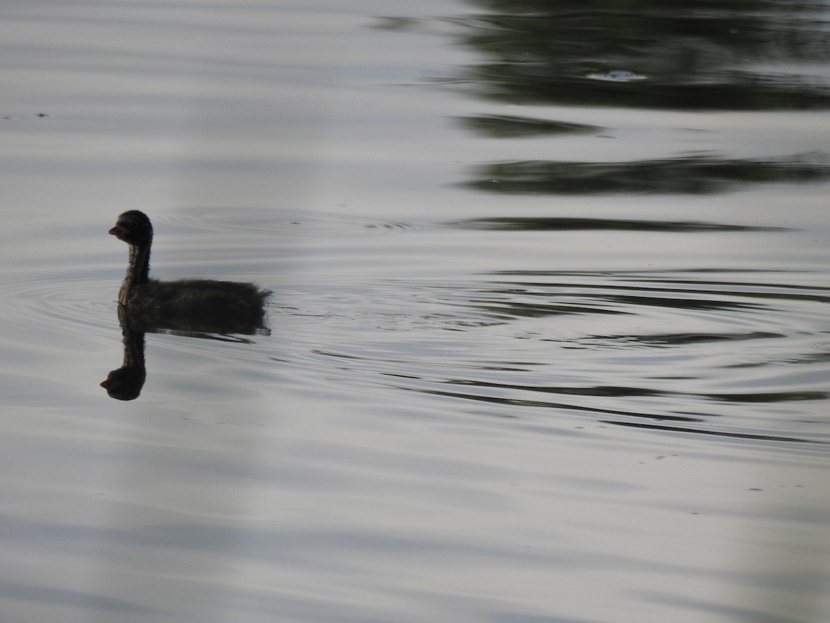 Little Grebe - ML603504801