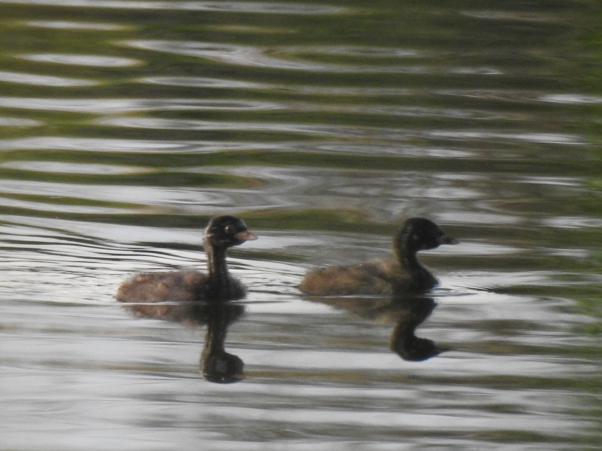 Little Grebe - ML603504811