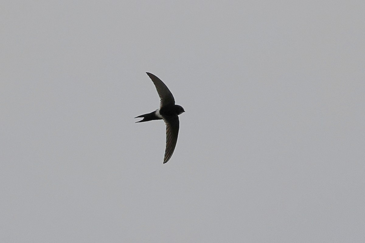 White-rumped Swift - ML603504981