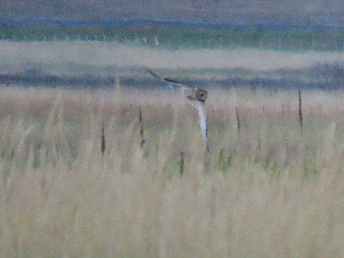 Short-eared Owl - Andrew Pratt