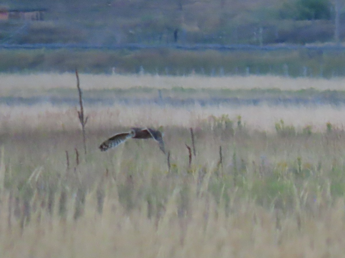 Short-eared Owl - Andrew Pratt