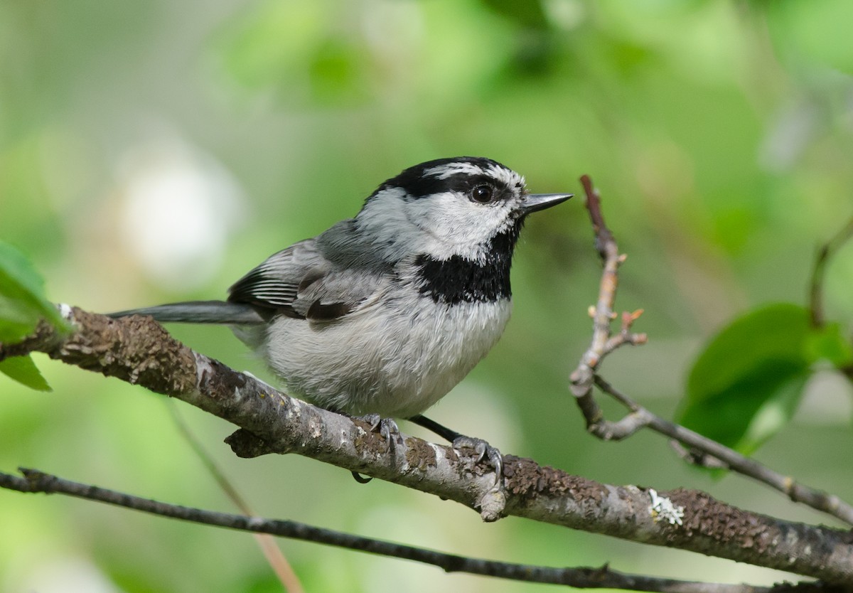 Mountain Chickadee - ML60350511