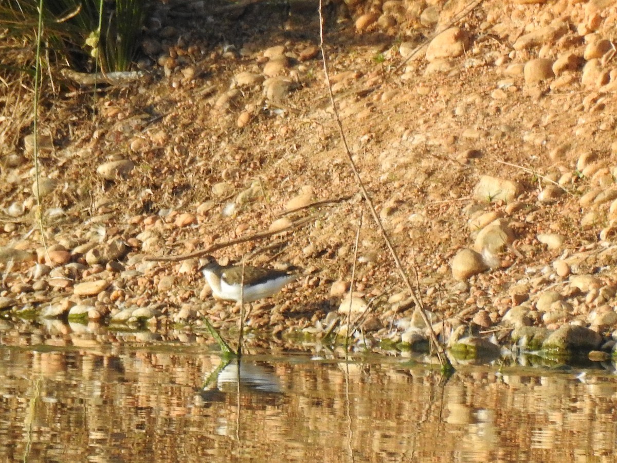 Green Sandpiper - ML603505451