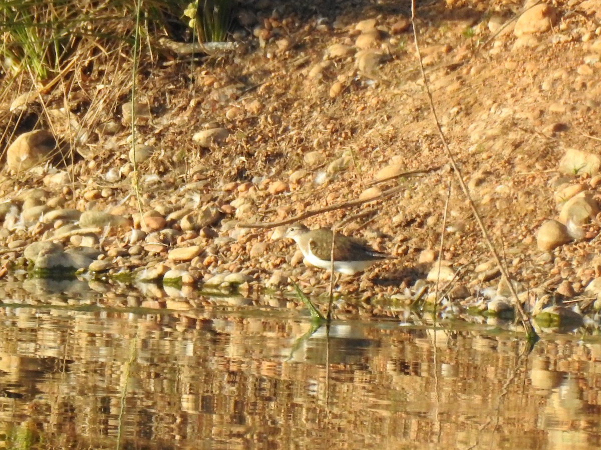 Green Sandpiper - ML603505461