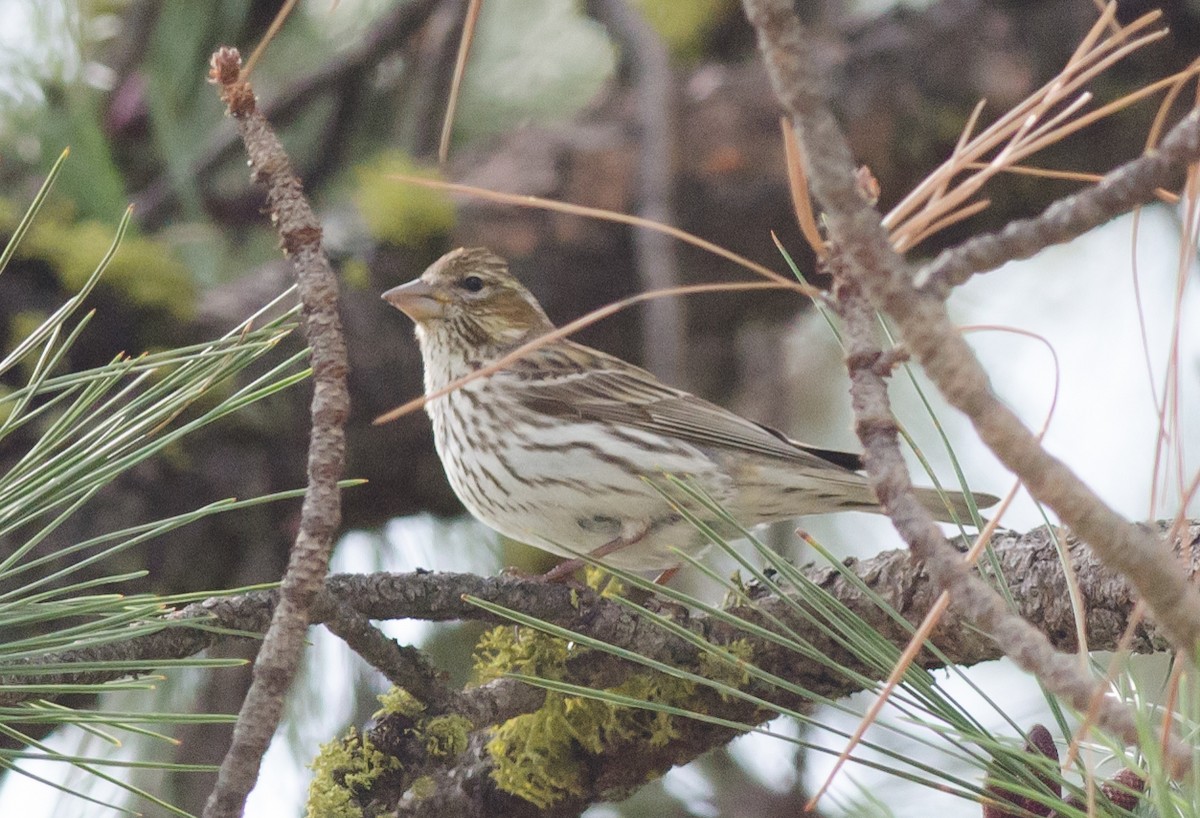 Cassin's Finch - ML60350571