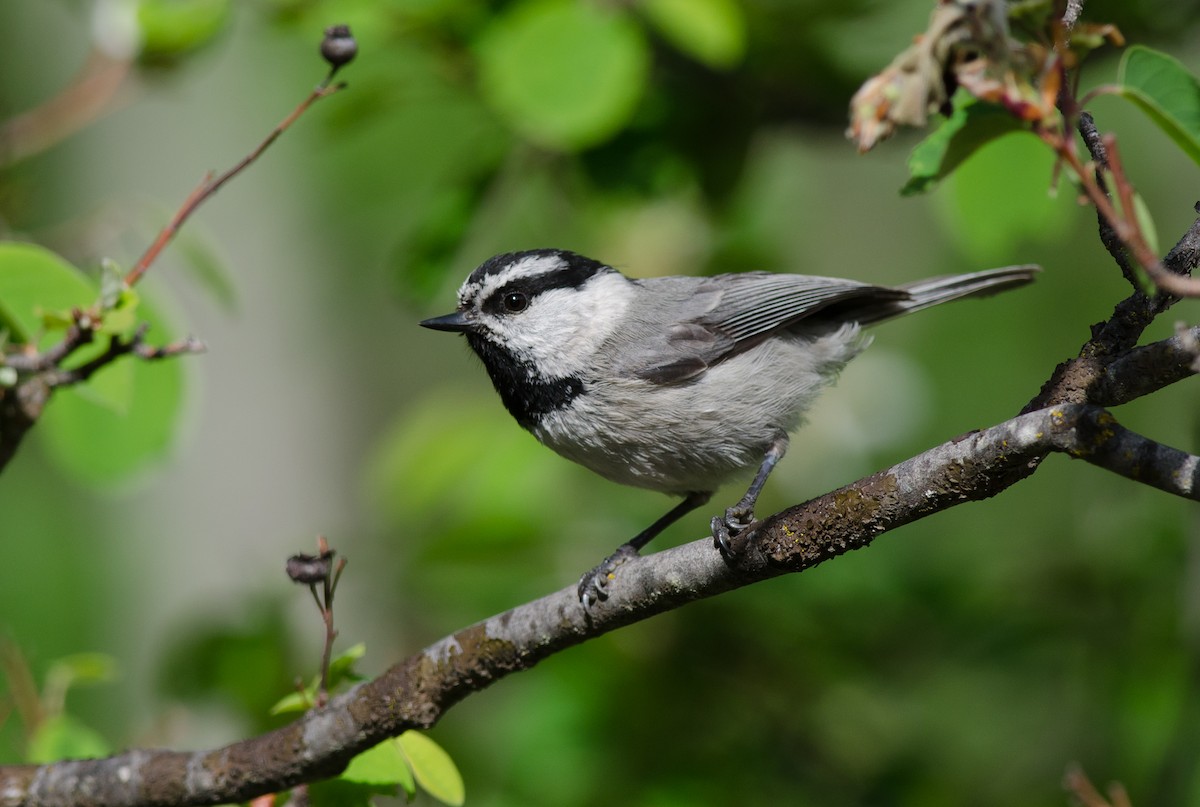 Mountain Chickadee - ML60350611