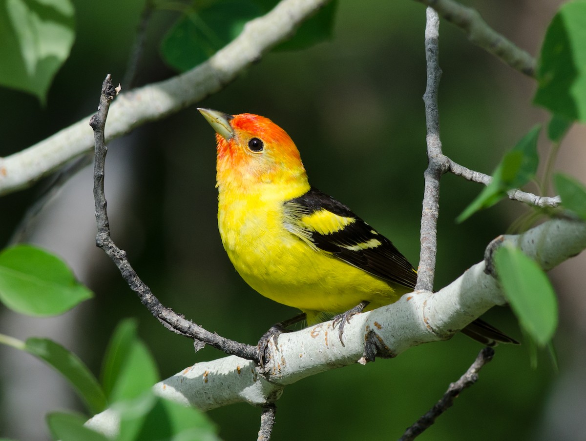 Western Tanager - ML60350651