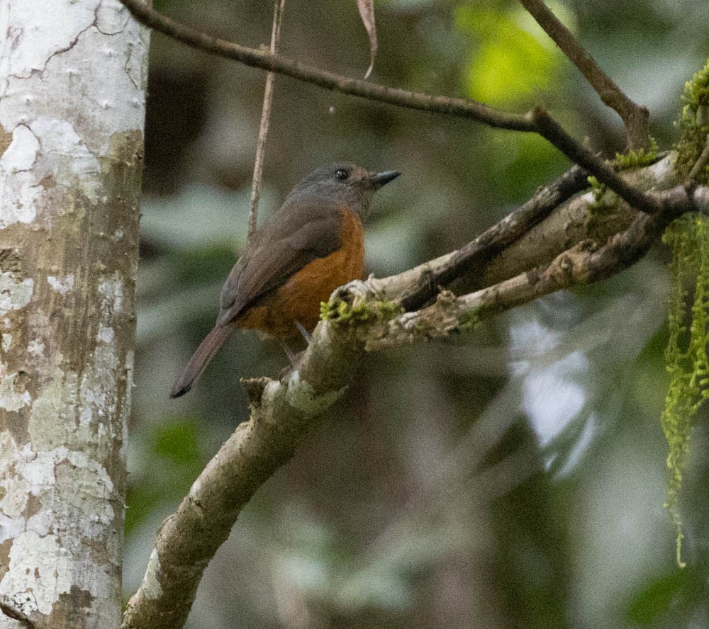 Blue-fronted Flycatcher - Lindy Fung