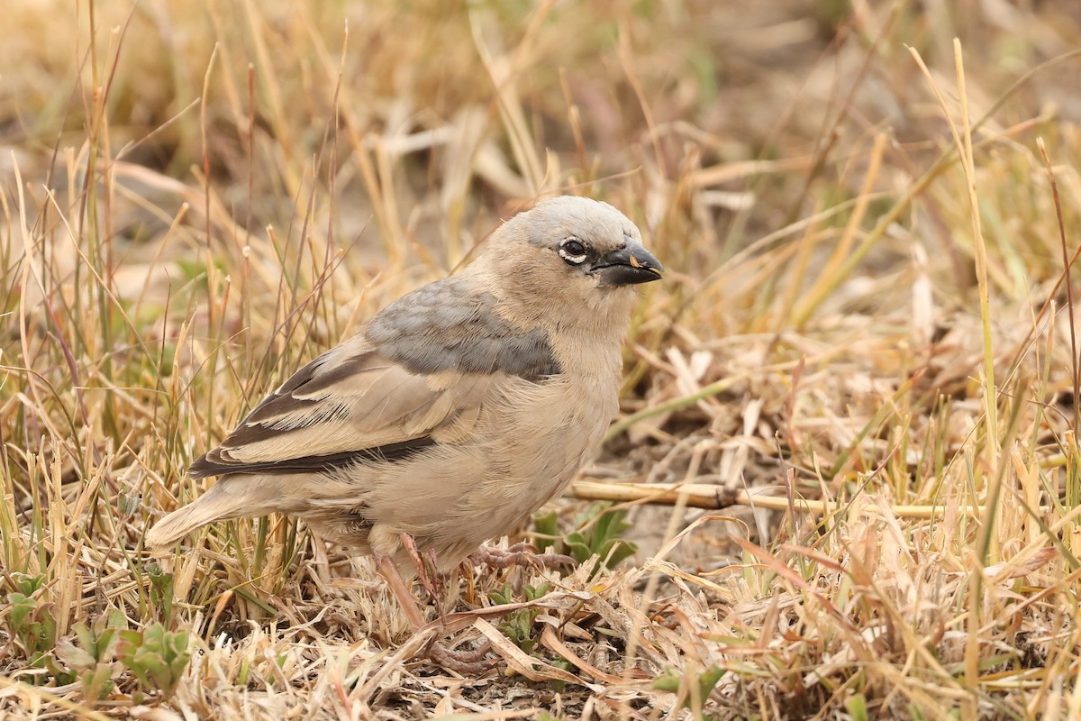 Gray-headed Social-Weaver - Tiago Guerreiro