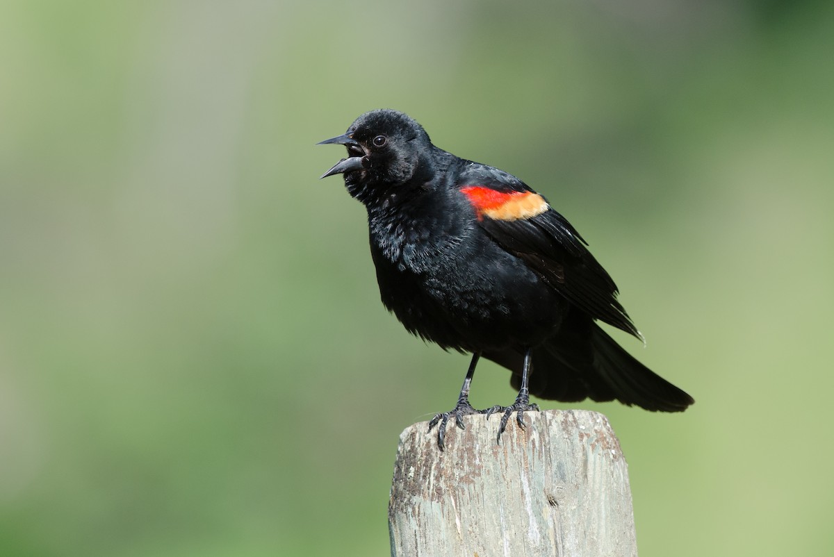 Red-winged Blackbird - ML60350701