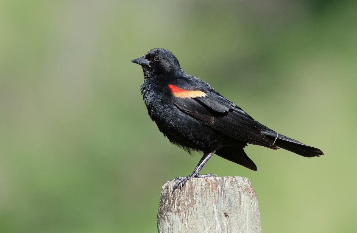Red-winged Blackbird - ML60350721