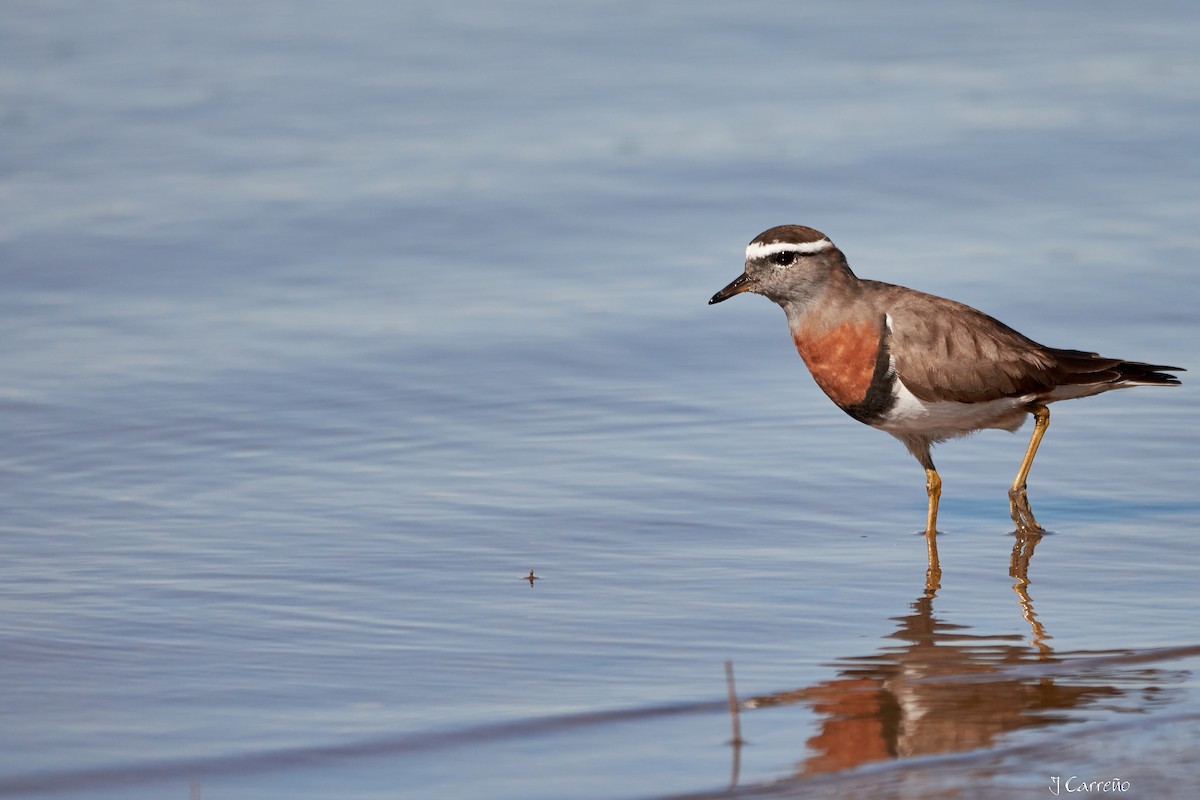 Rufous-chested Dotterel - Juan Carlos Carreño Rojas