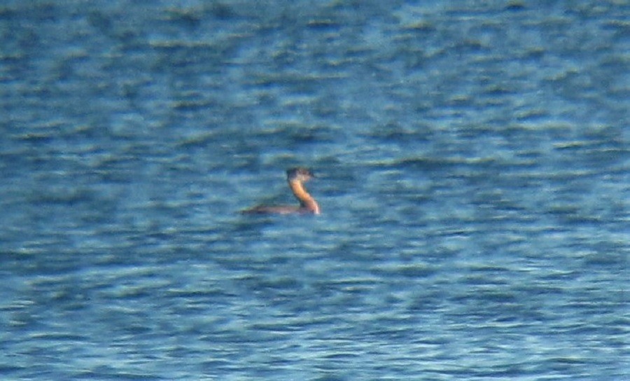 Red-necked Grebe - ML603507871
