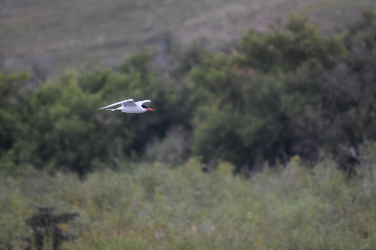 Caspian Tern - ML603508111