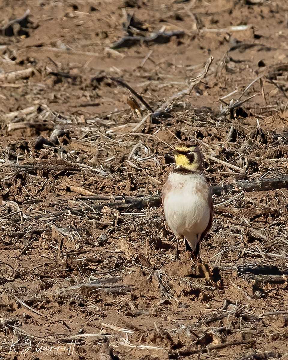 Horned Lark - ML603508961