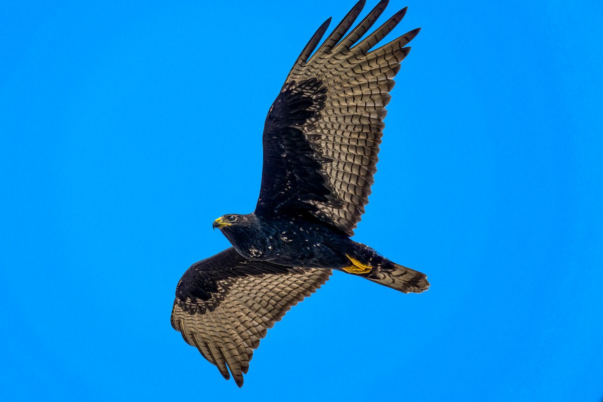 Zone-tailed Hawk - ML603509021