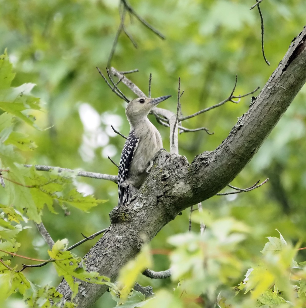 Red-bellied Woodpecker - ML603509421