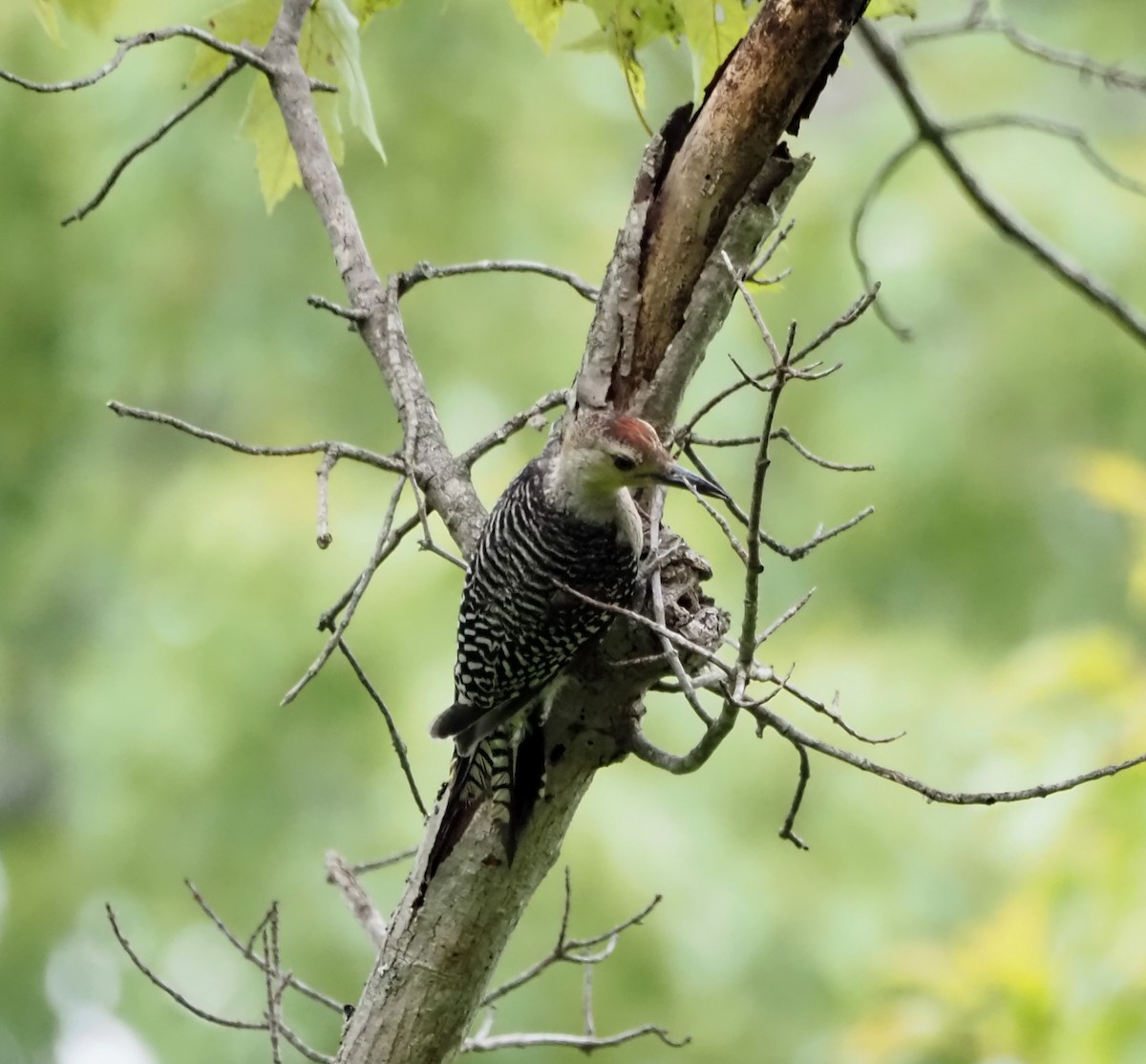 Red-bellied Woodpecker - ML603509471