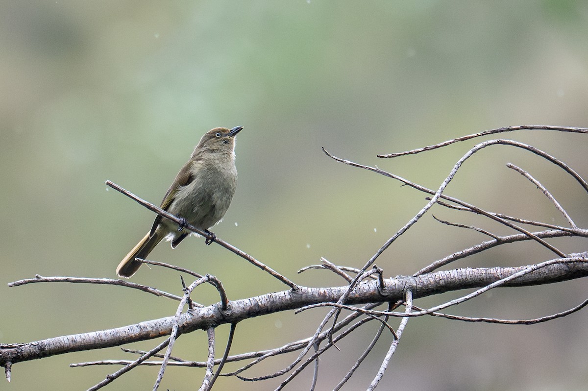 Sombre Greenbul - Robert Johnson