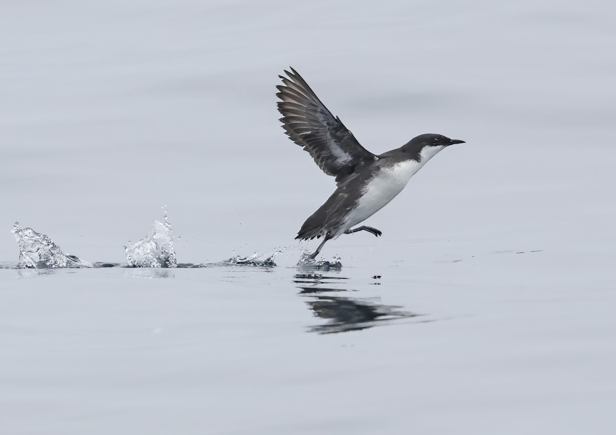 Craveri's Murrelet - Glen Tepke