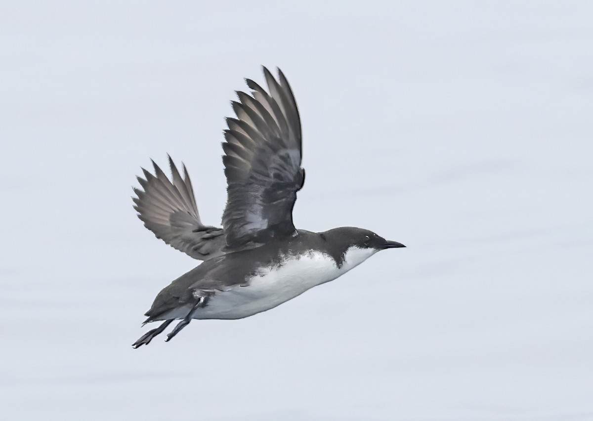 Craveri's Murrelet - Glen Tepke