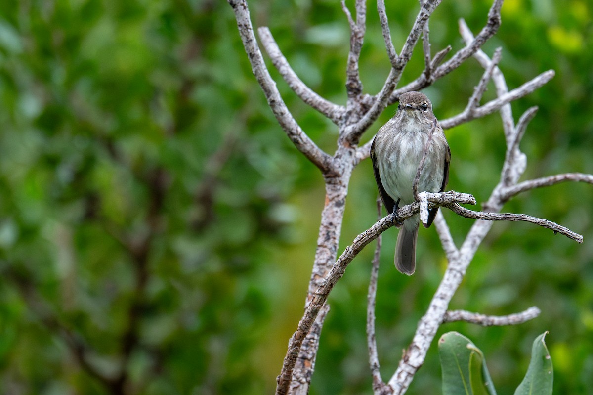 African Dusky Flycatcher - ML603510571
