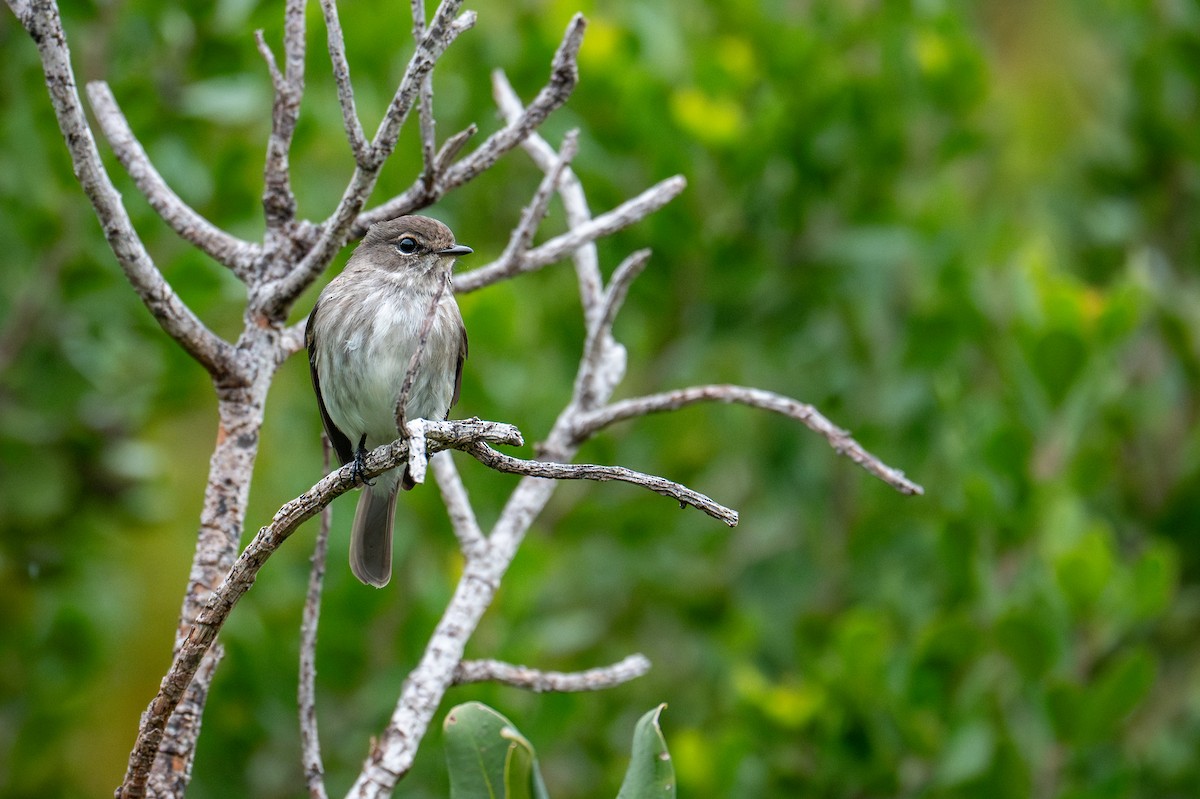 African Dusky Flycatcher - ML603510581
