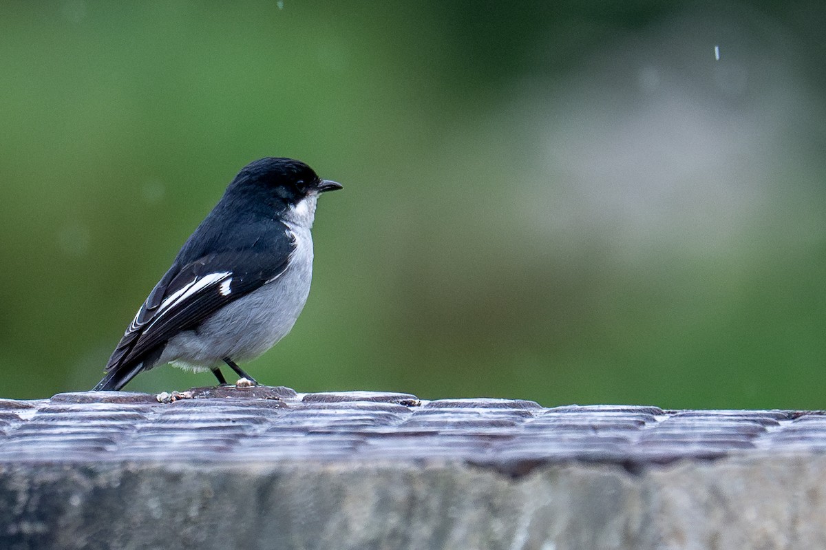 Fiscal Flycatcher - ML603510651