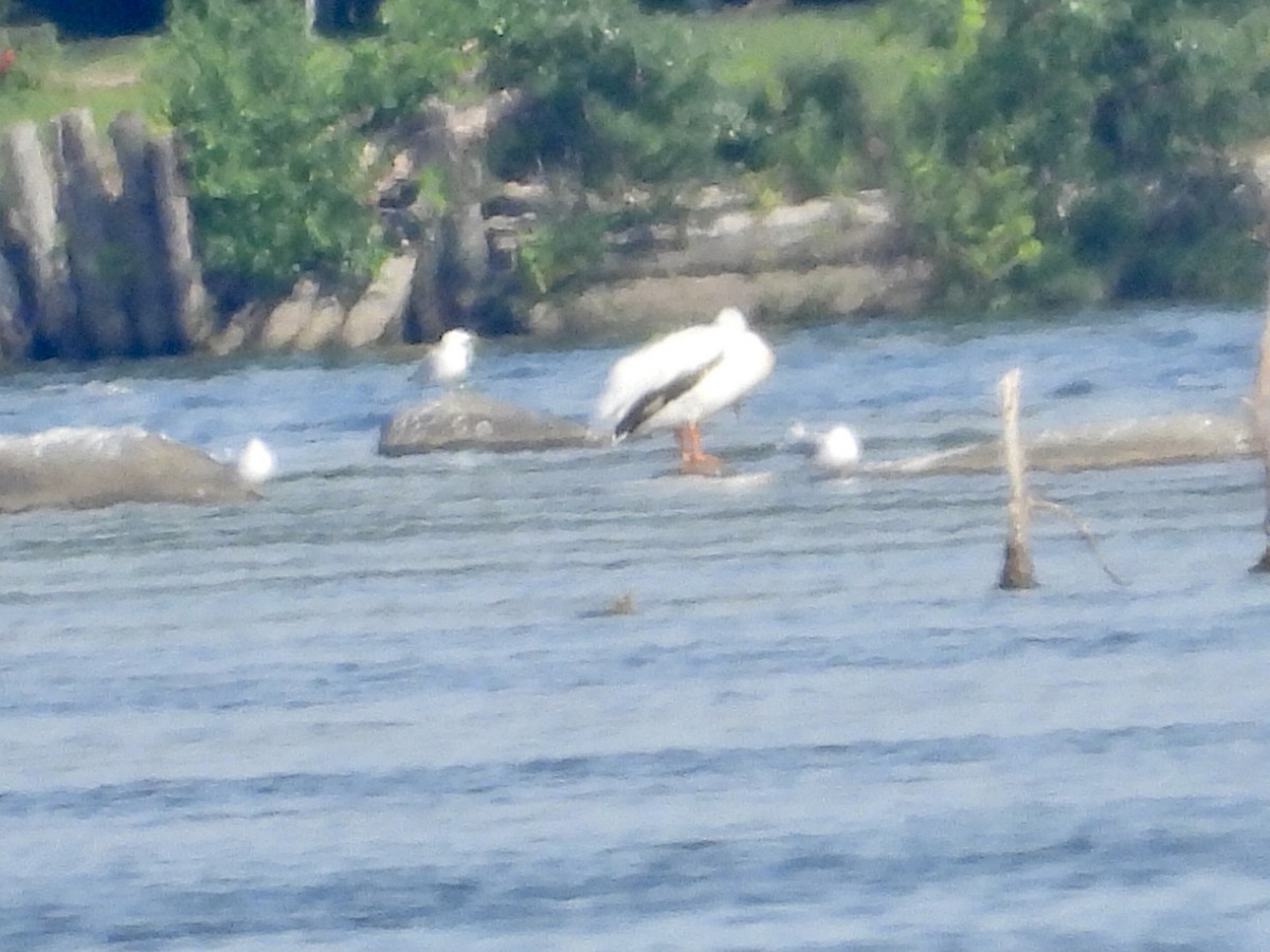 pelikán severoamerický - ML603510711