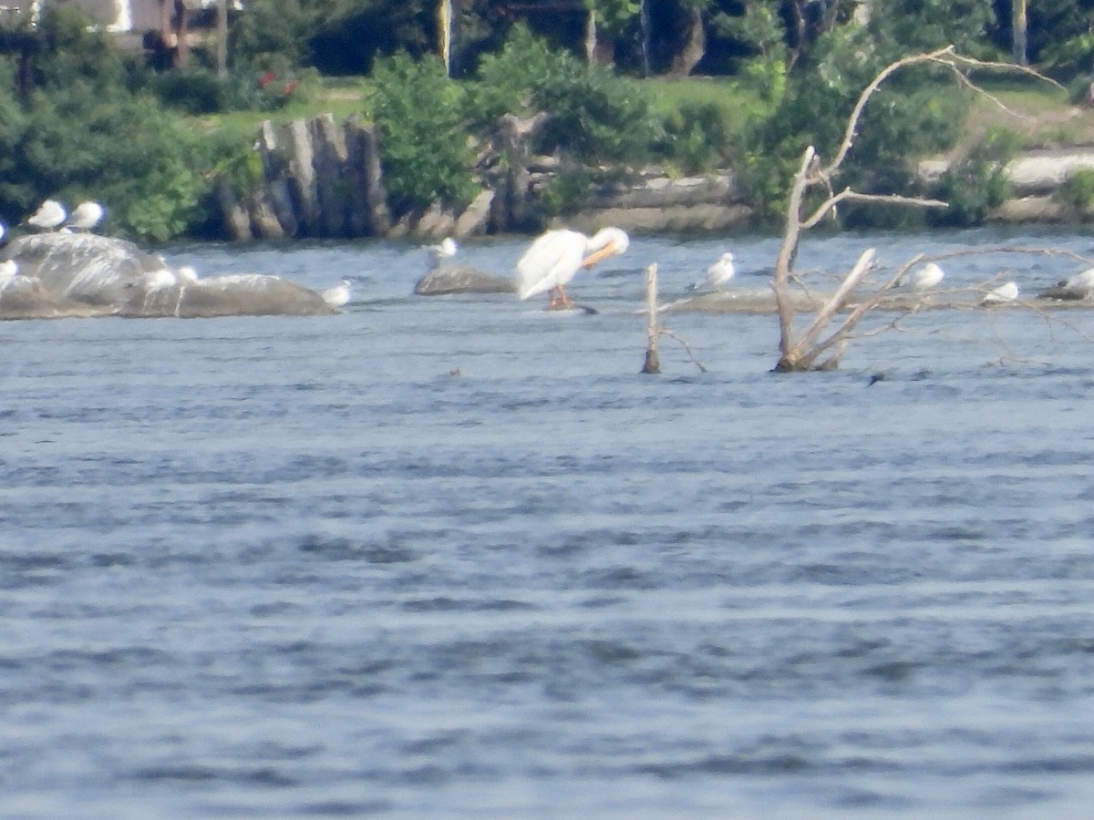 American White Pelican - Alice Simmons