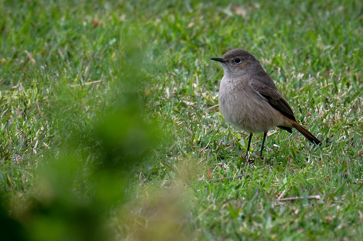 Familiar Chat - ML603510741