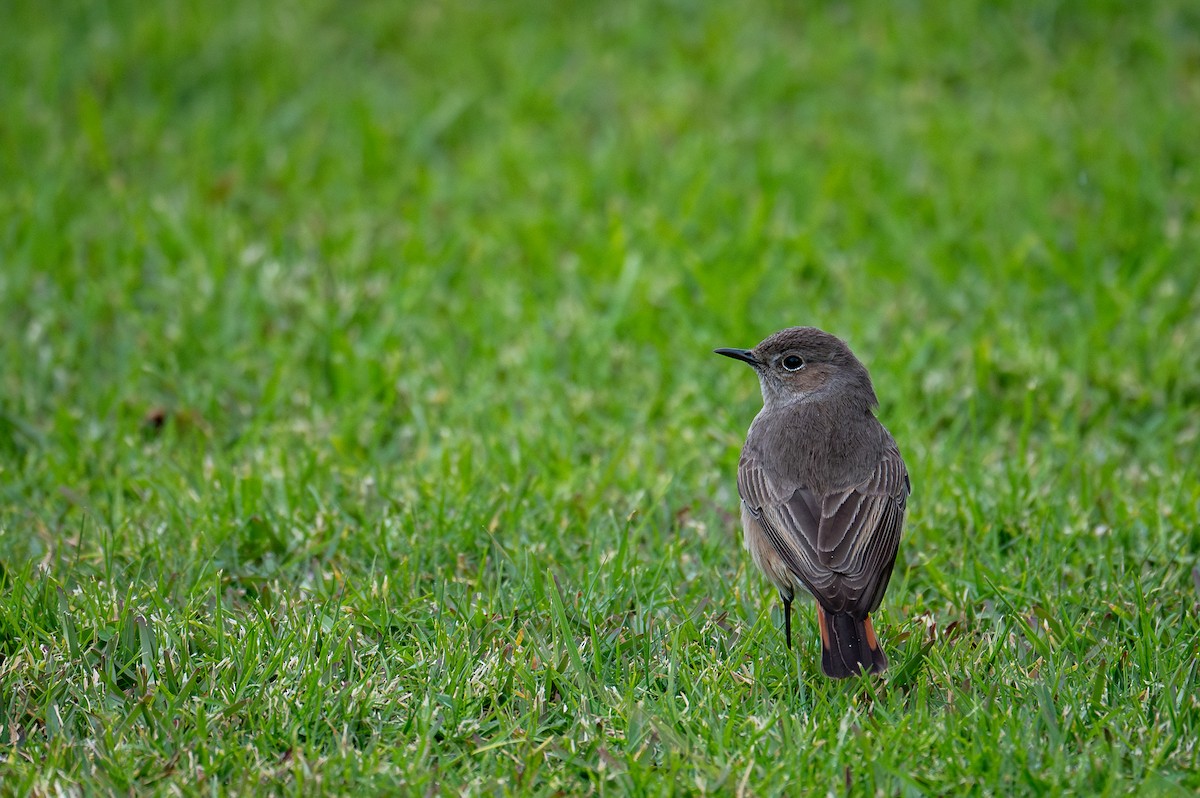 Familiar Chat - ML603510751
