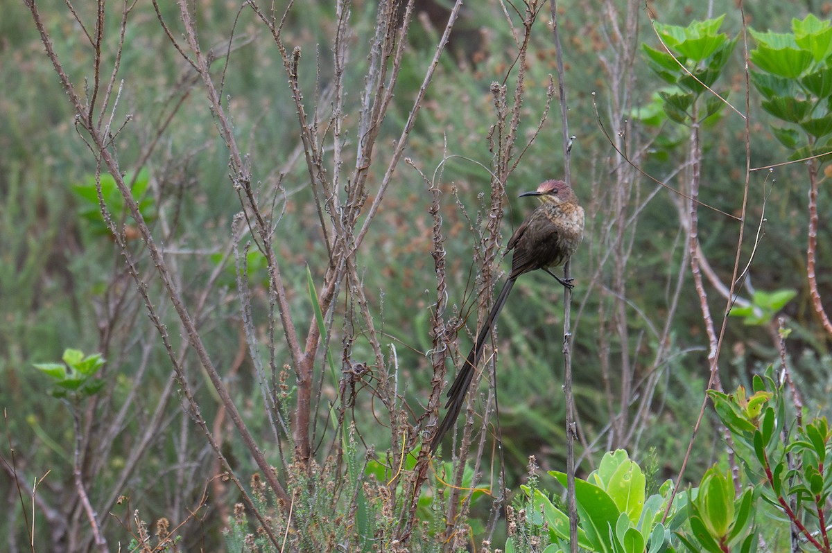 Cape Sugarbird - ML603510801