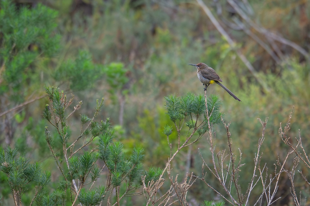 Cape Sugarbird - ML603510821