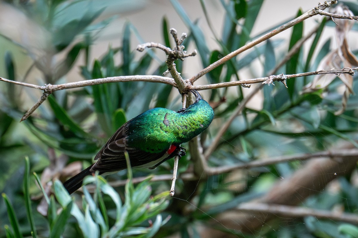 Southern Double-collared Sunbird - ML603511061
