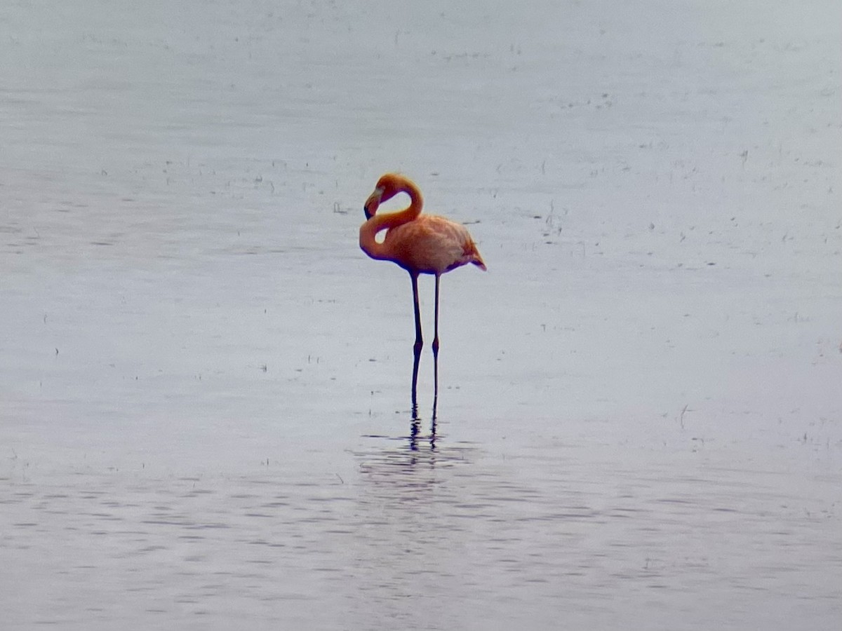 American Flamingo - ML603511381