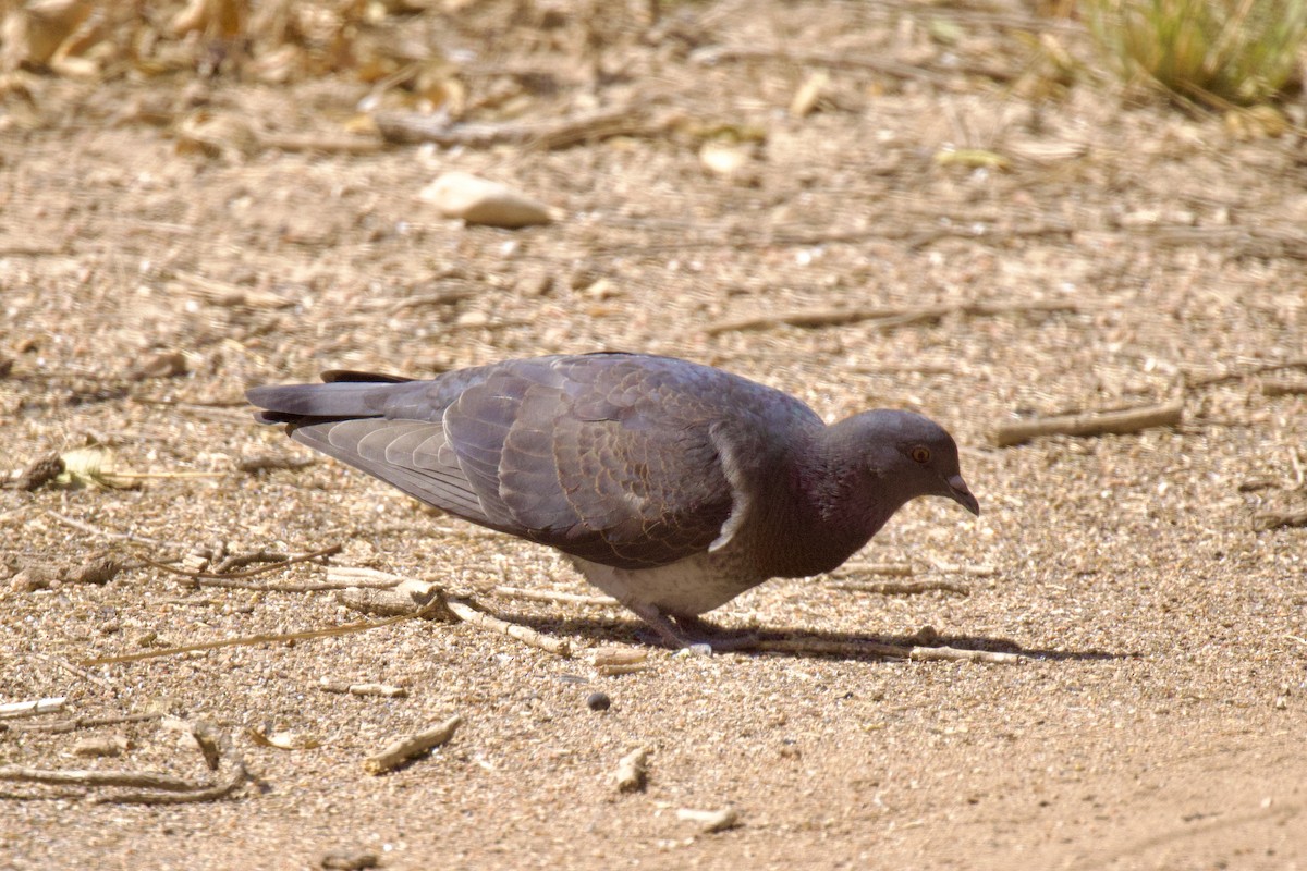 Rock Pigeon (Feral Pigeon) - ML603511551